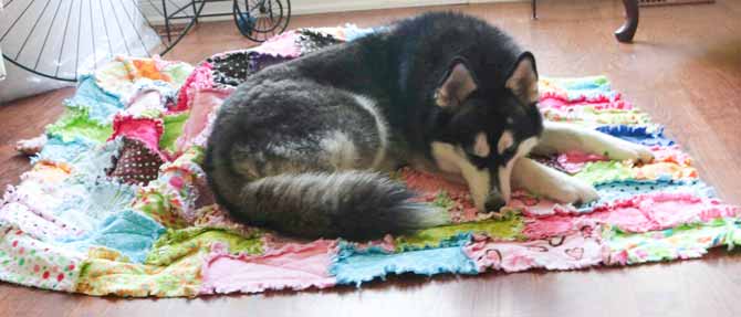 A husky dog laying on a rag quilt
