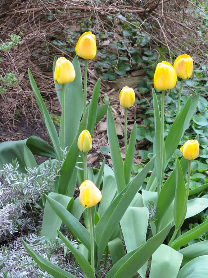 Cheerful flowers after a long winter makes everyone smile.