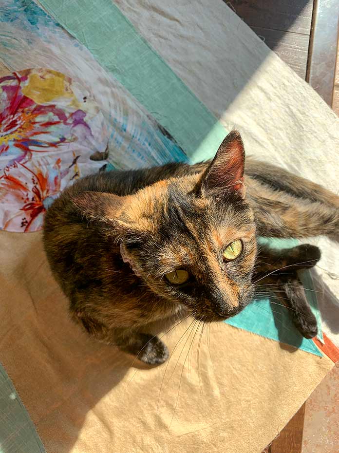 A picture showing a cat on a quilt top