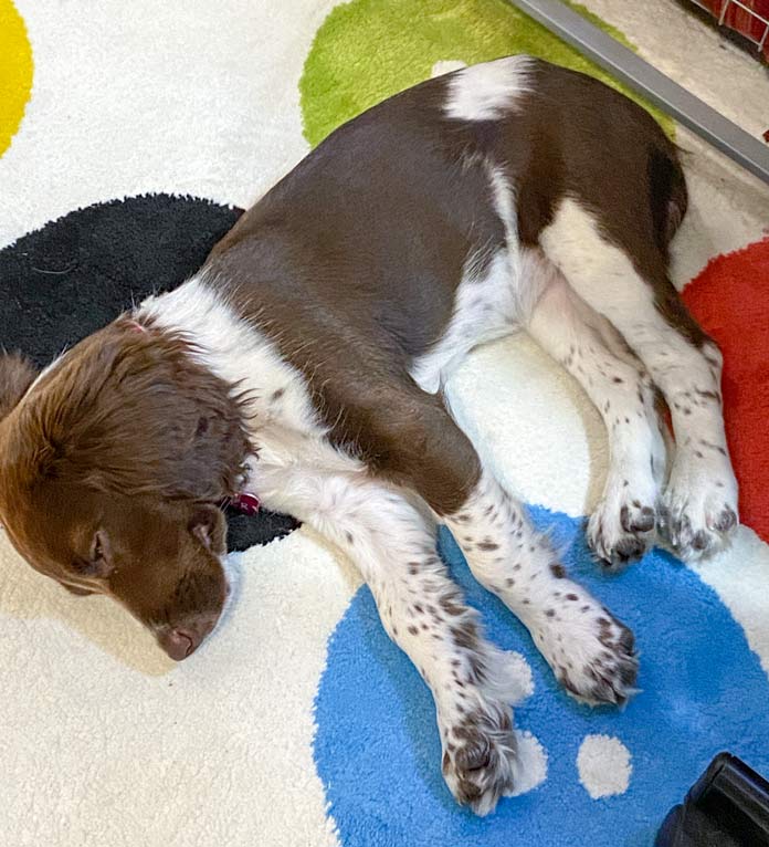 A brown and white springer spaniel puppy sleeps on a rug decorated with designs of large multicolored buttons.